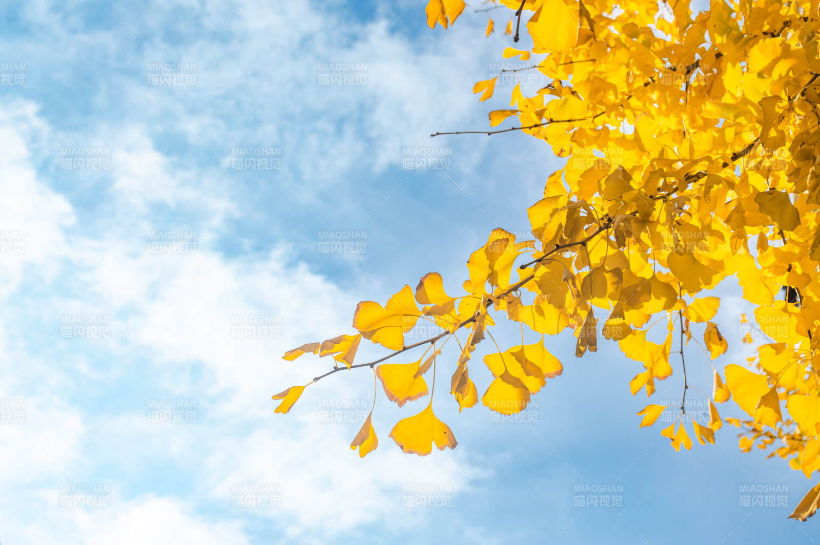 秋日黄叶映蓝天图片