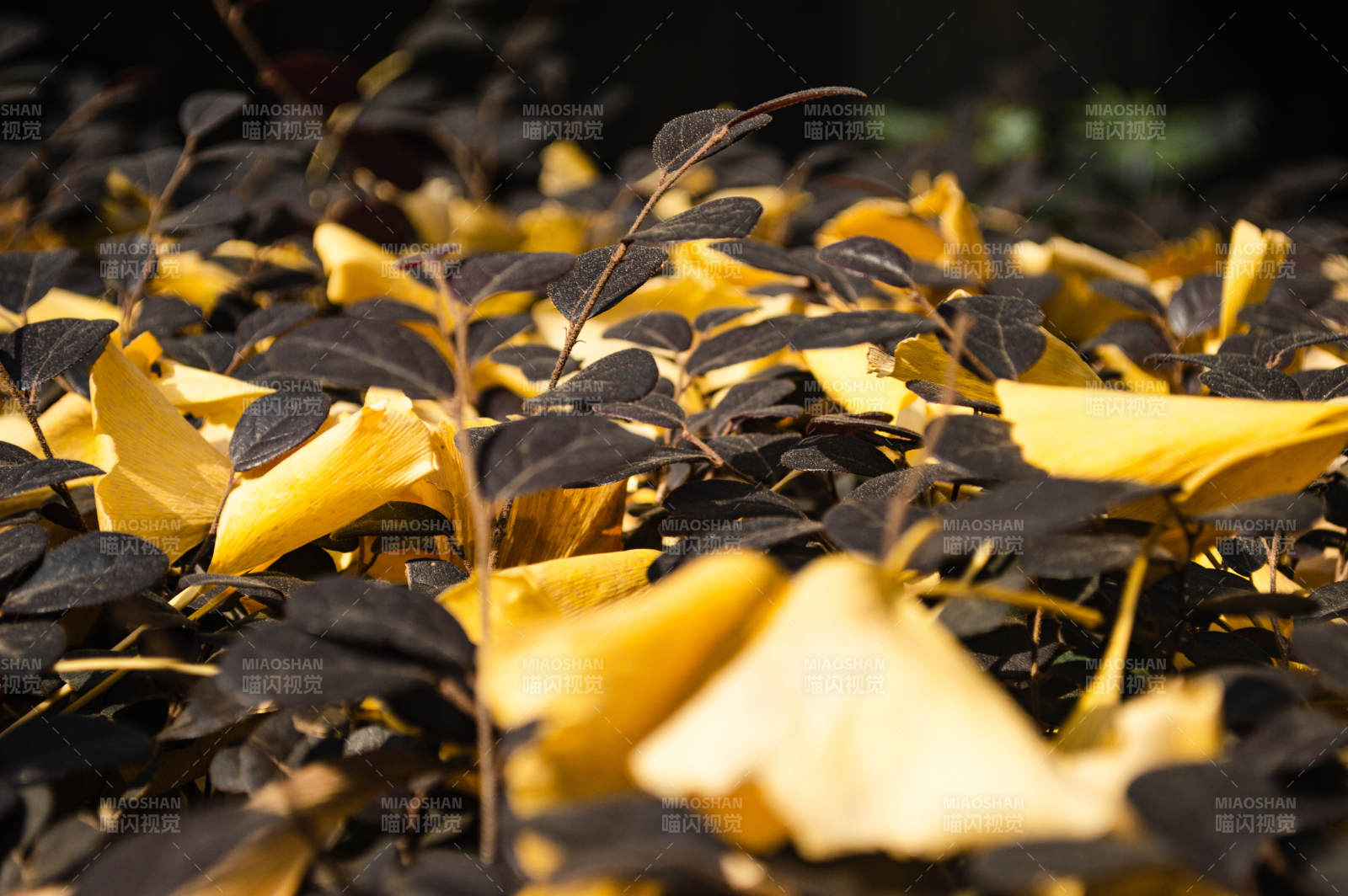 秋叶与新芽图片