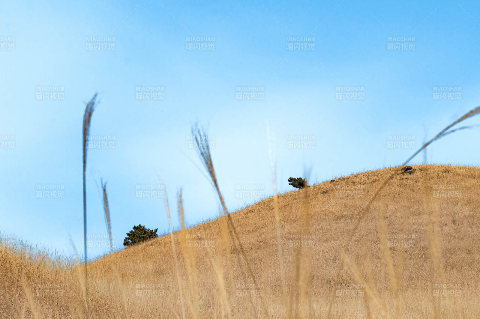 金黄草地与蓝天图片