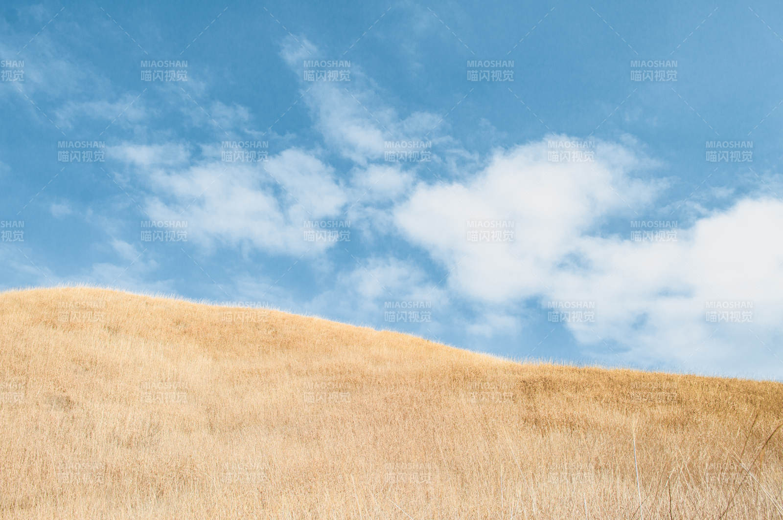 金黄草地与蓝天图片