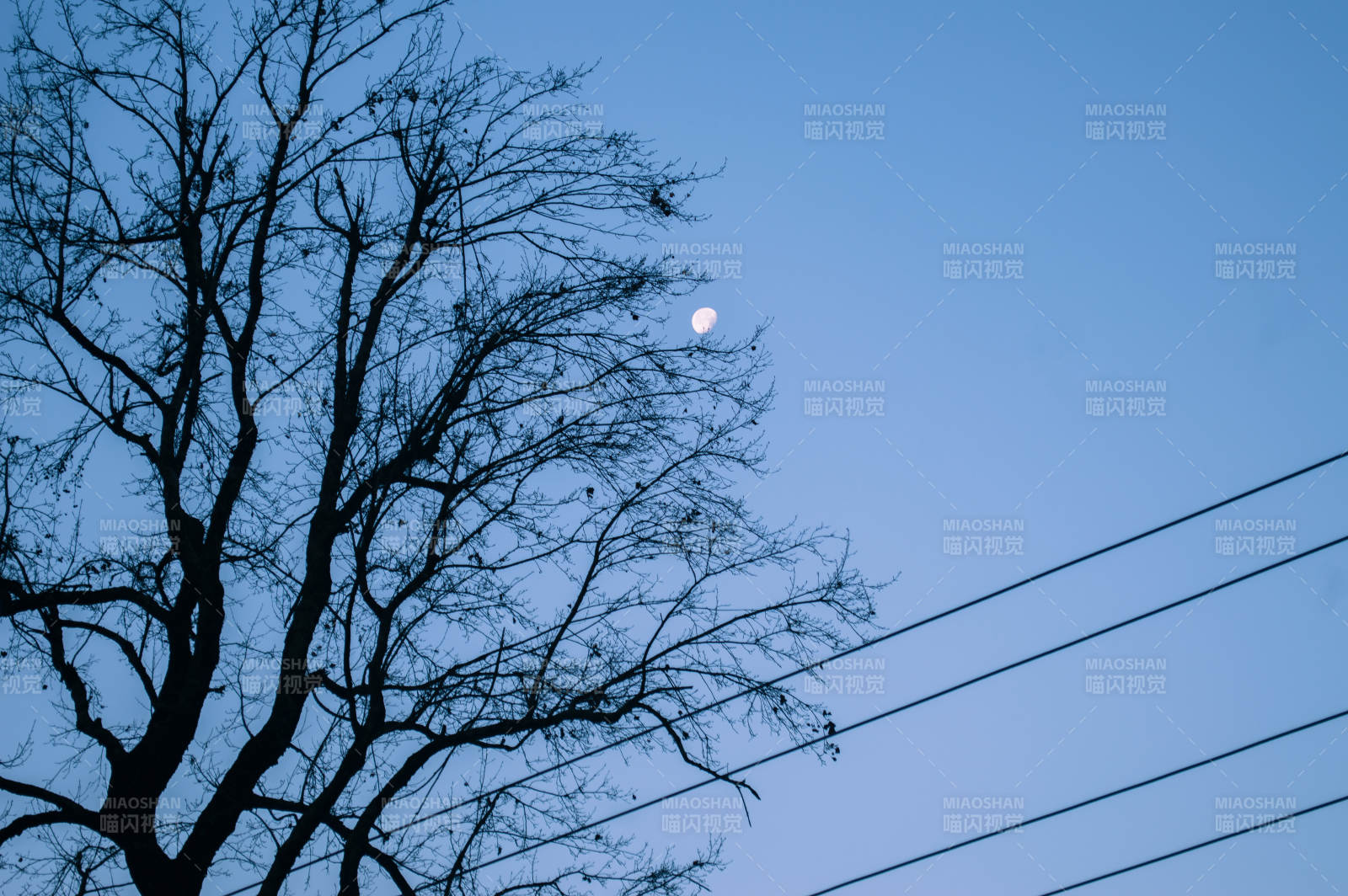 冬夜月光下的树影图片