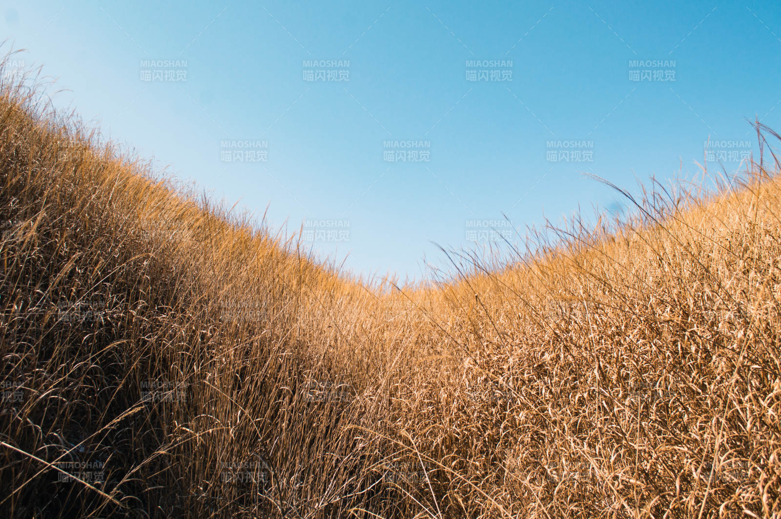 金黄草地与蓝天图片
