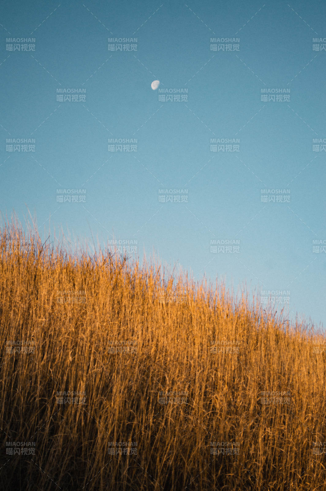 金色草地与月亮图片