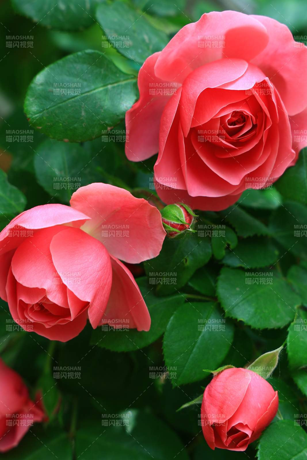 粉色山茶花图片