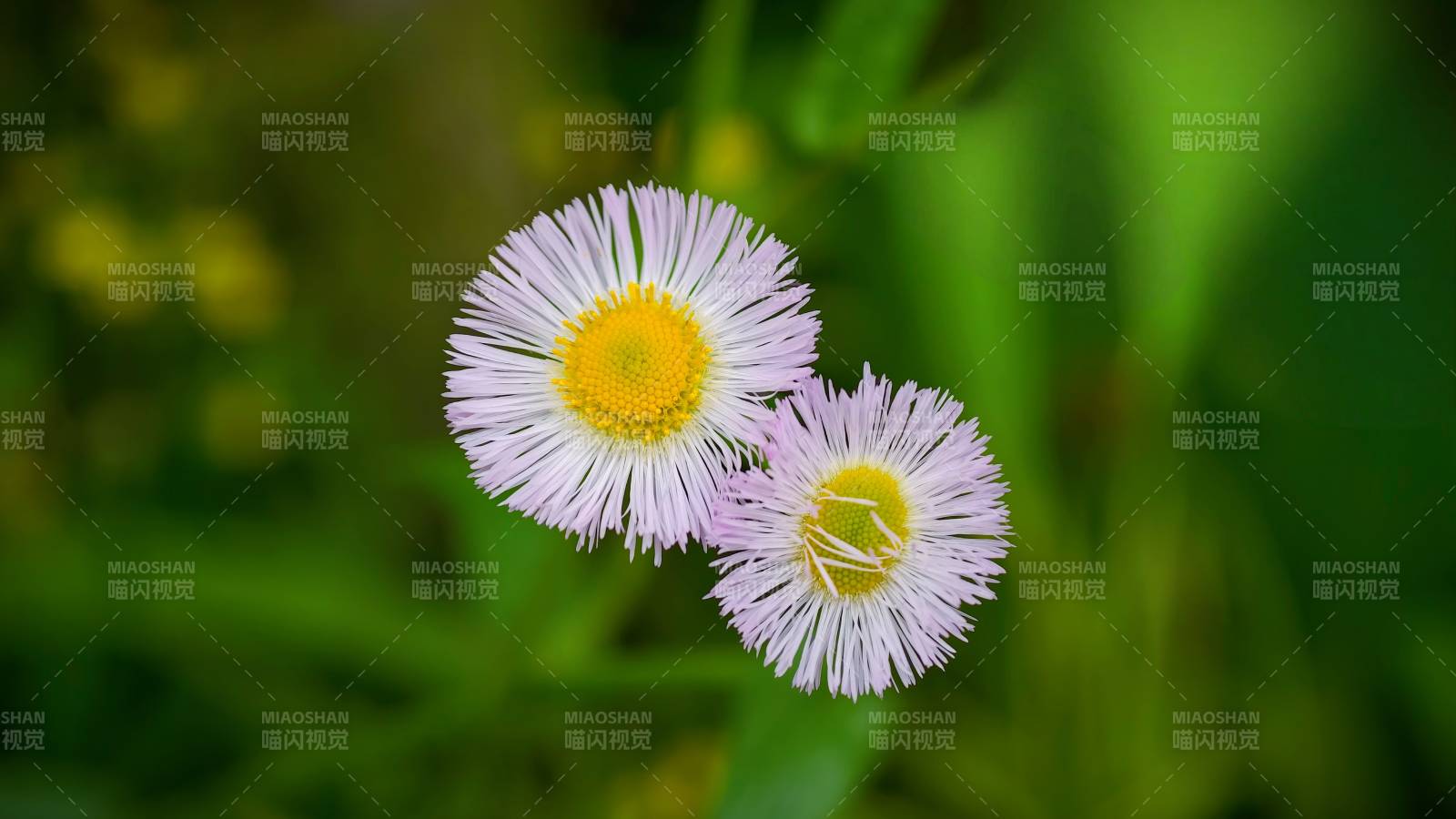 两朵紫色雏菊图片