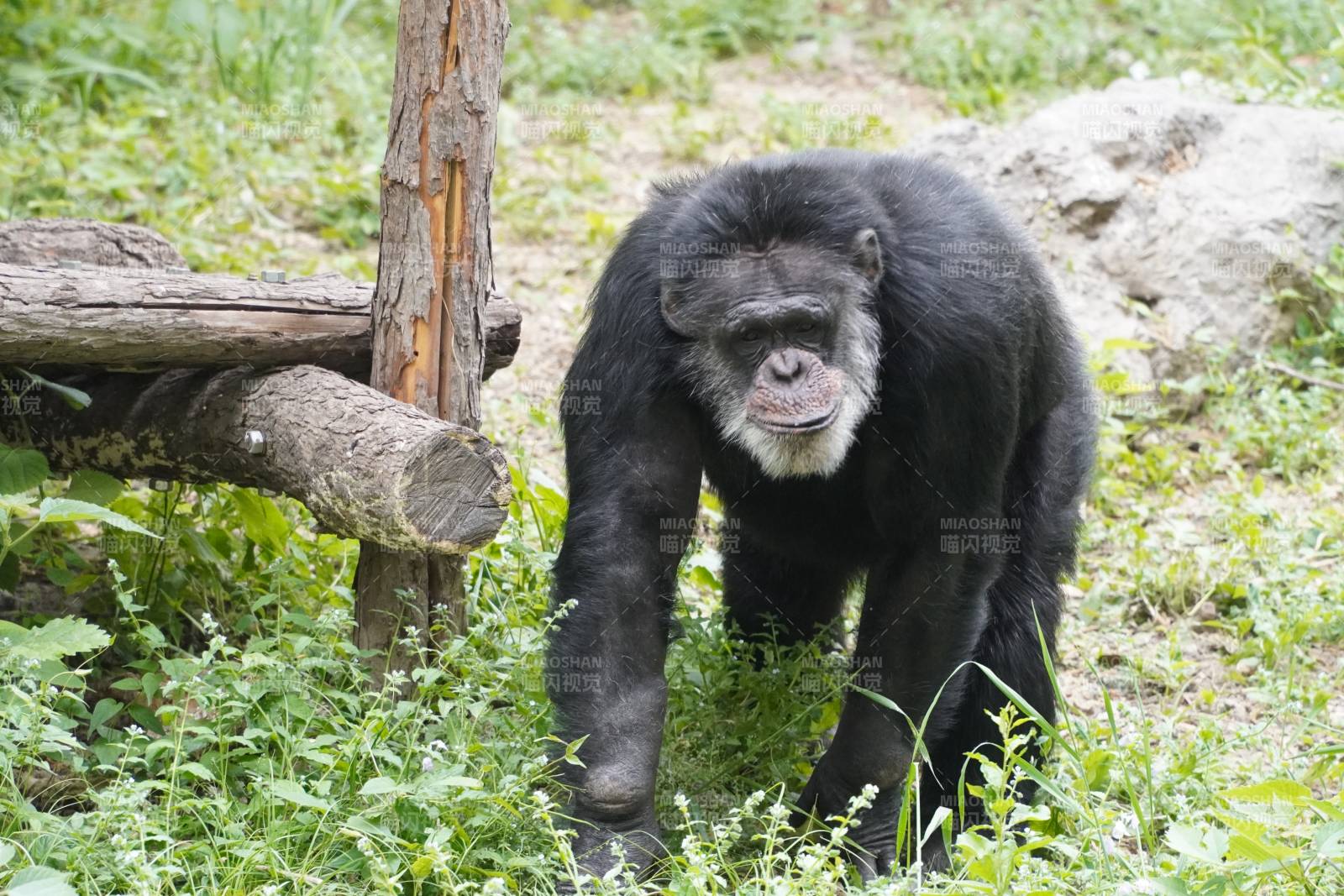 黑猩猩的自然生活图片