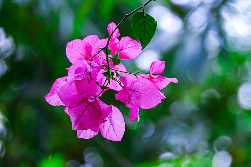 粉色花朵在绿叶中图片
