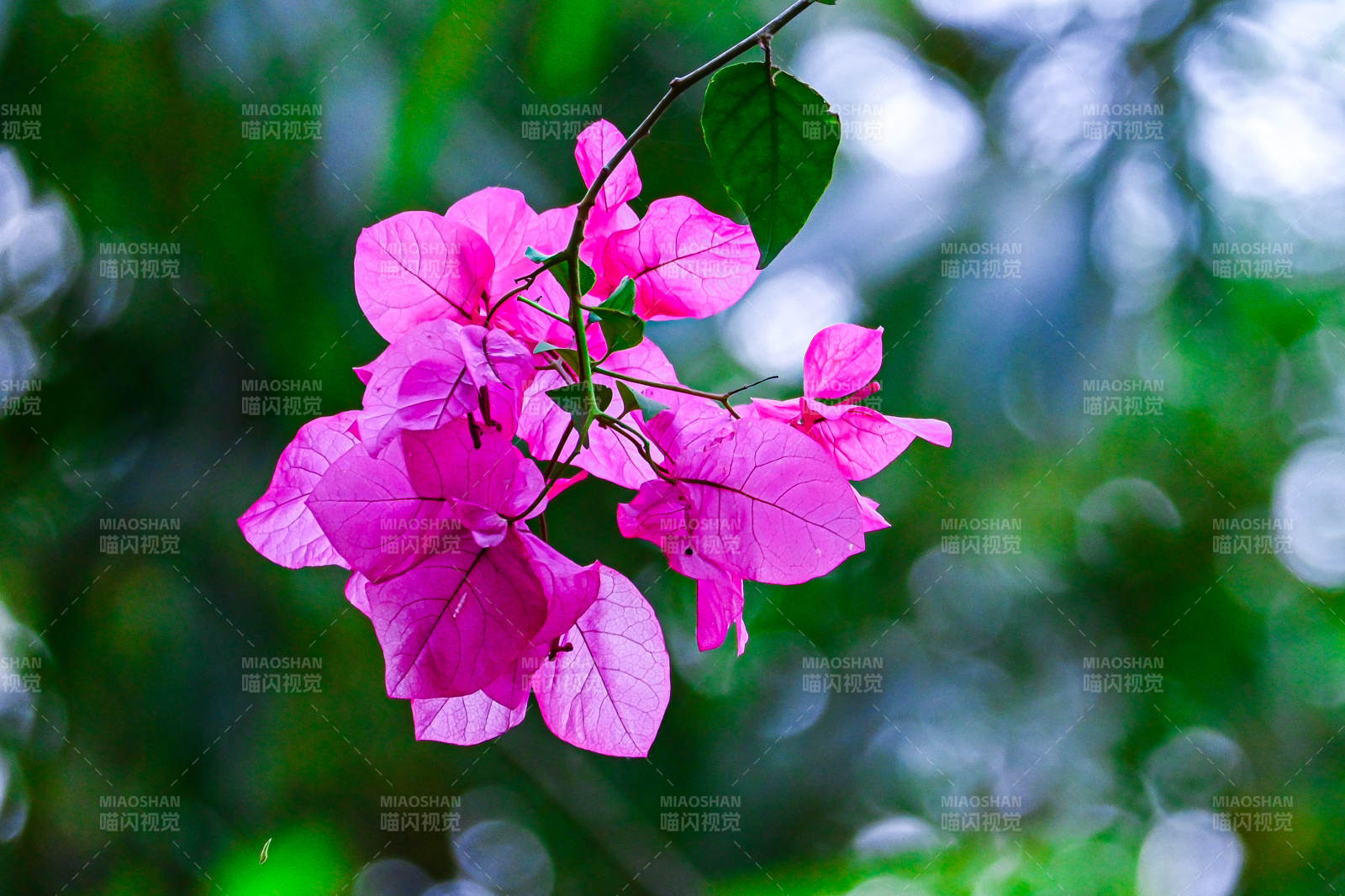 粉色花朵在绿叶中图片