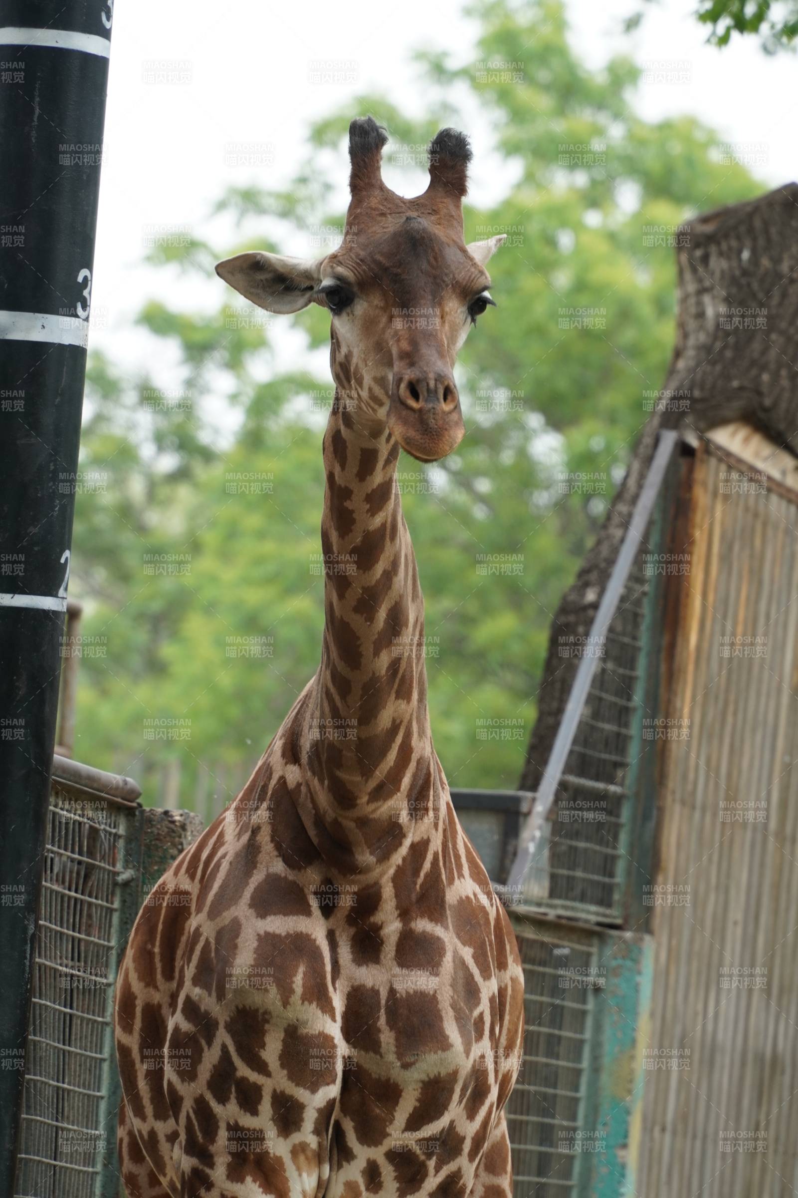 长颈鹿的凝视图片