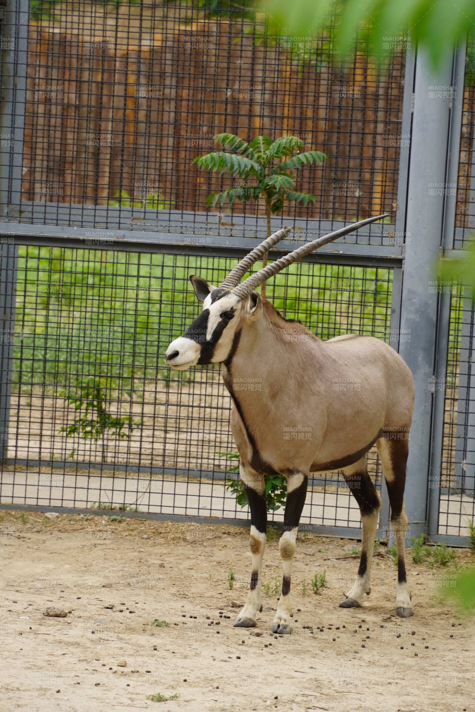 长角羚羊在围栏内站立图片