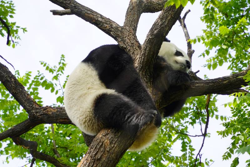 熊猫树上悠闲眠图片