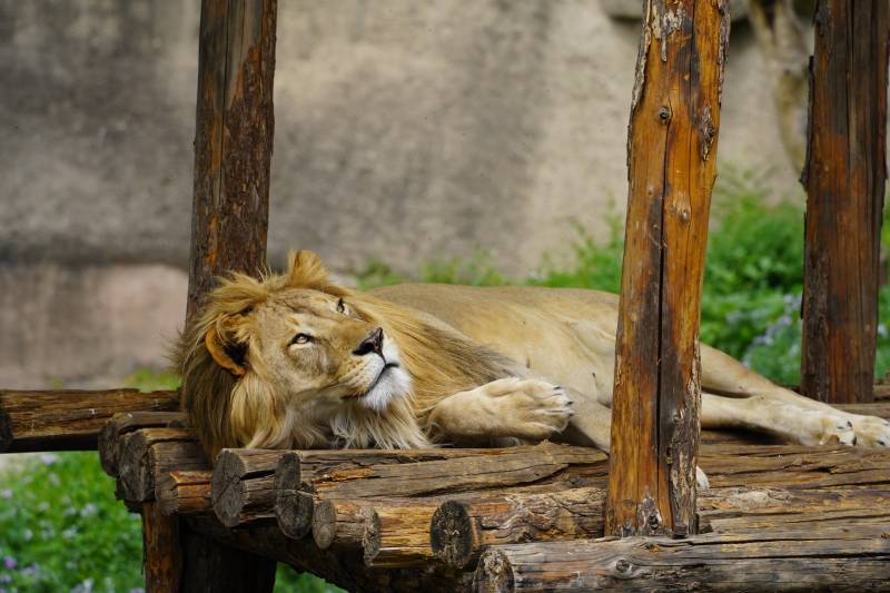 狮子休息图片