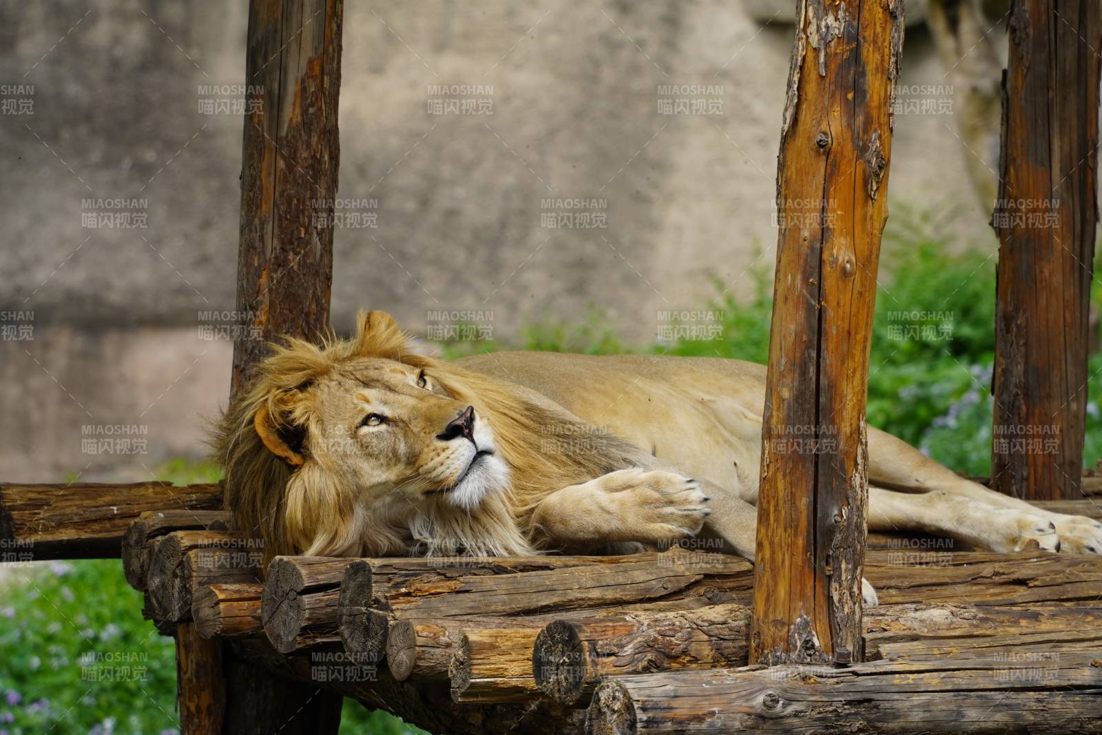 狮子休息图片
