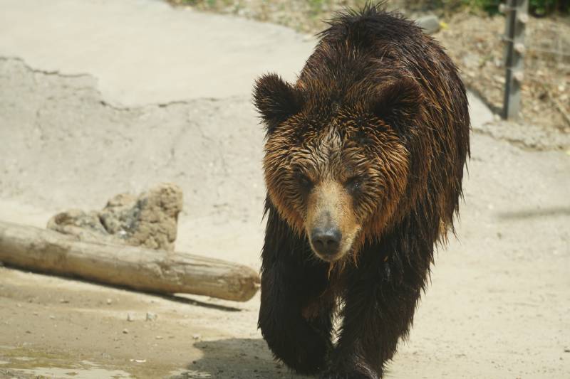 熊出没 林间漫步图片