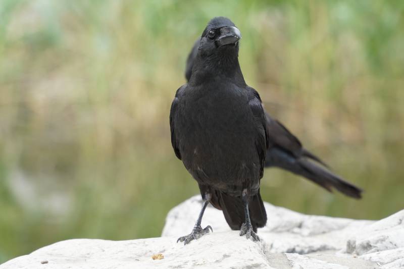 黑乌鸦栖息石上图片