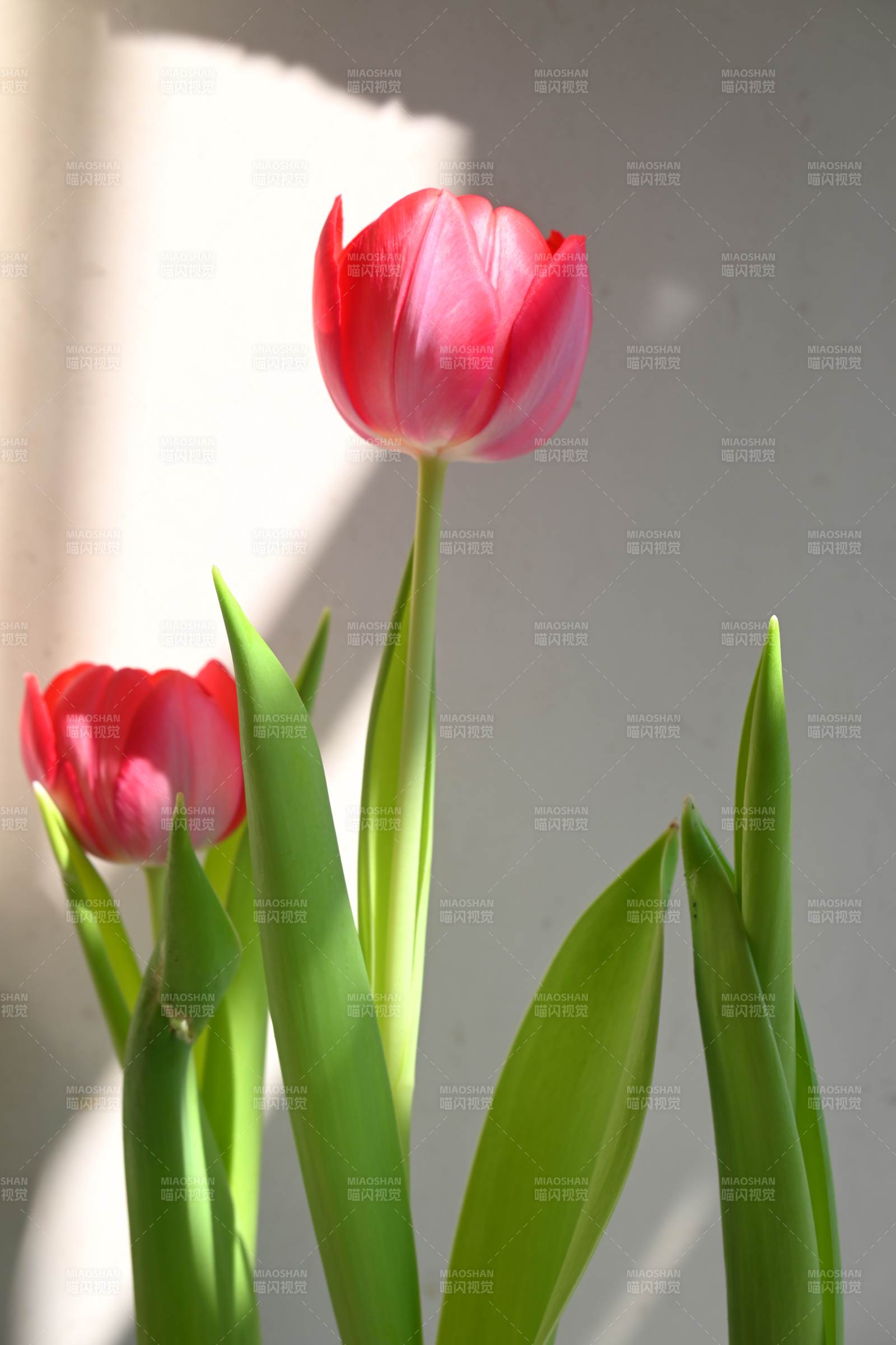 阳光下的粉色郁金香图片