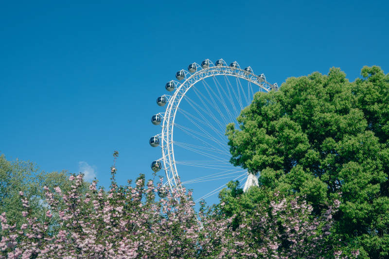 摩天轮与花树图片