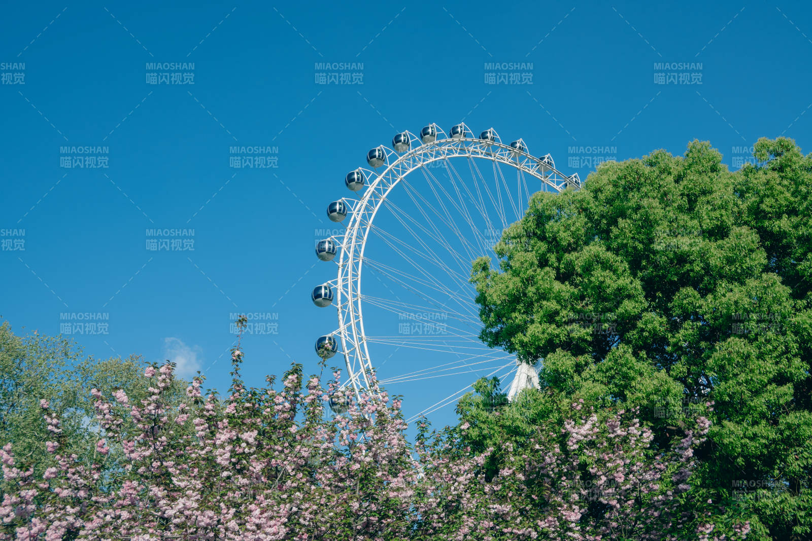 摩天轮与花树图片