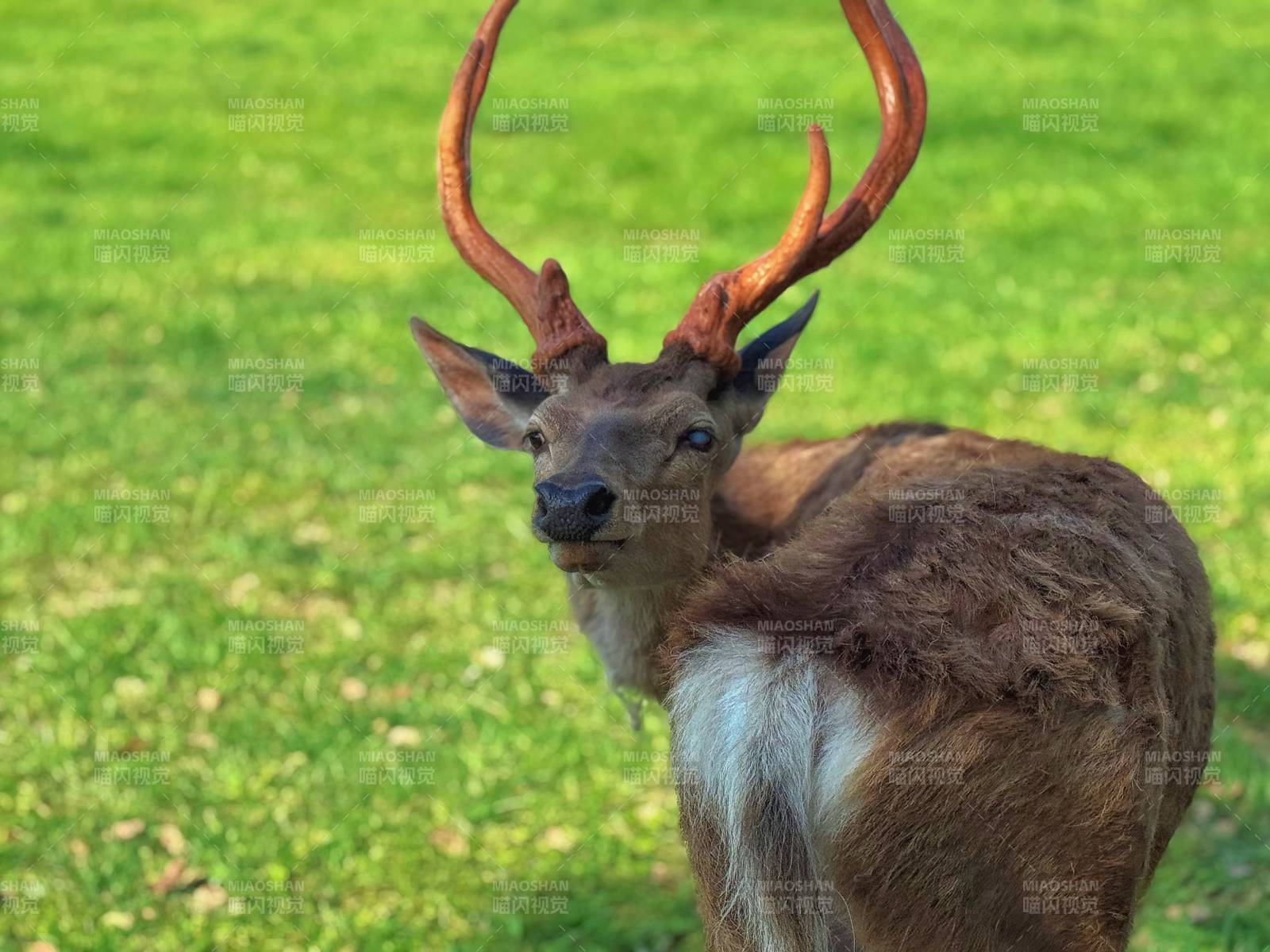 草地上威严的鹿王图片