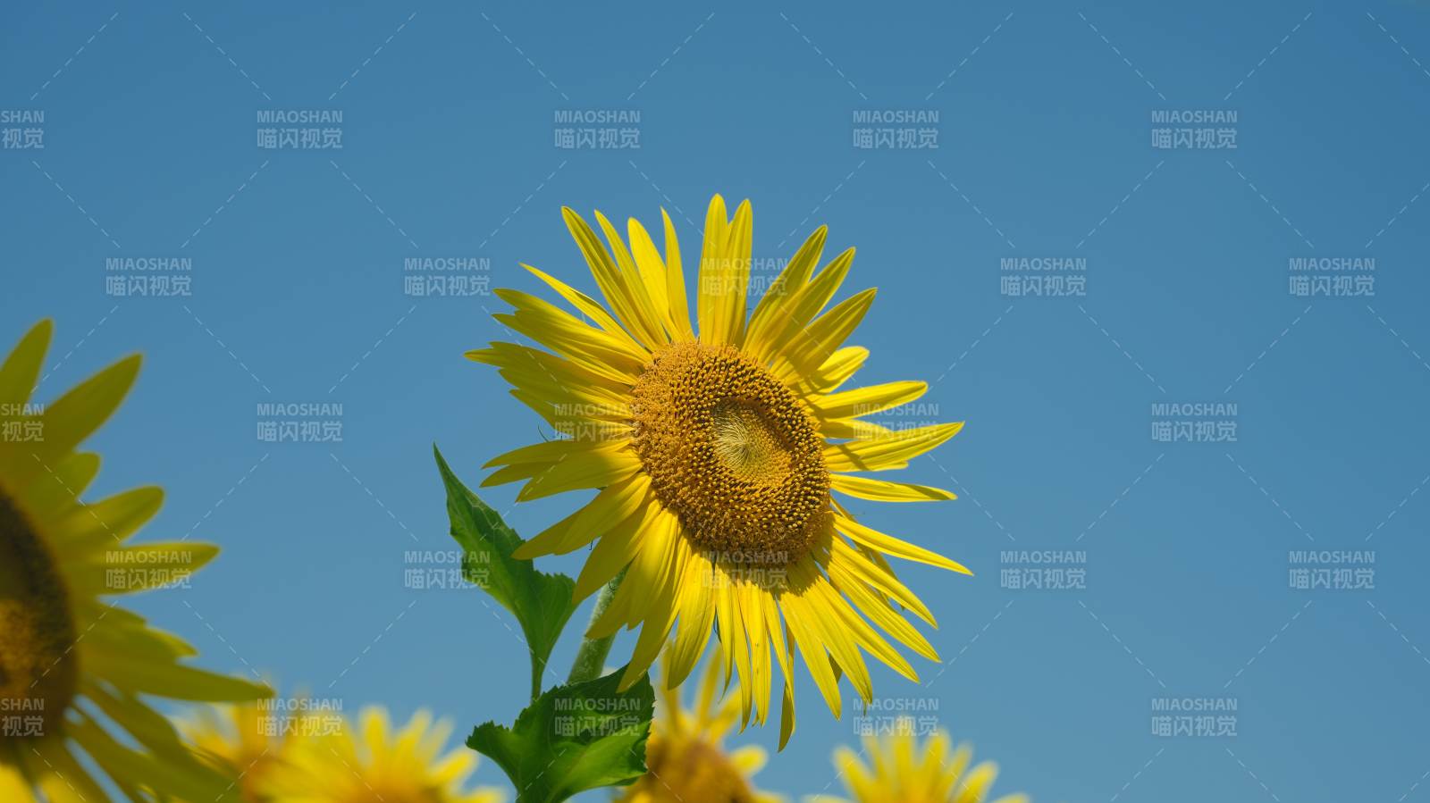 向日葵与蓝天图片
