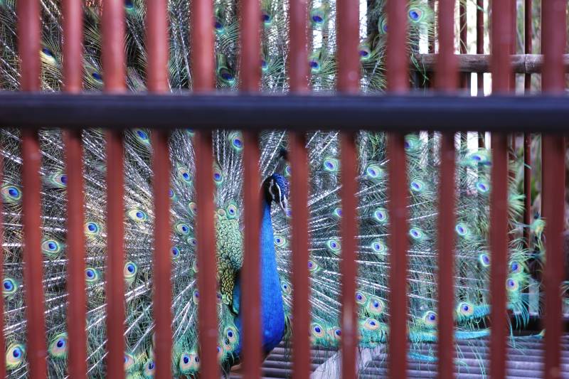 笼中的华丽孔雀图片
