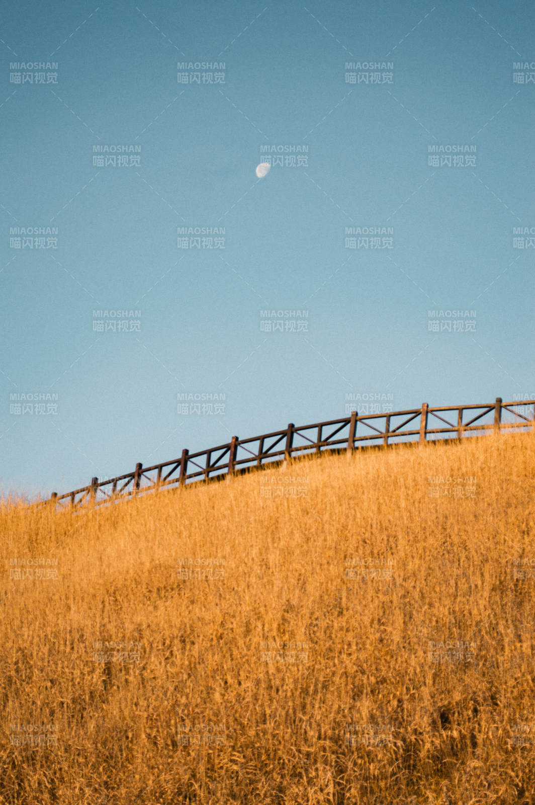 金色草地上的月亮图片