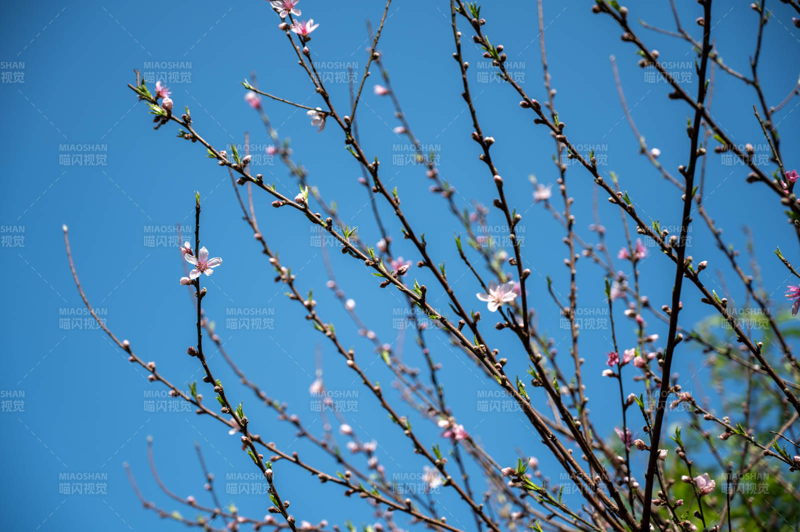 春日花开 蓝天相伴图片