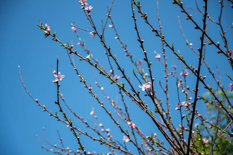 春日花开 蓝天相伴图片