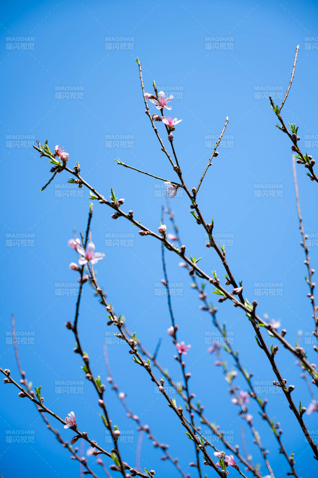 春日花开 蓝天映衬图片