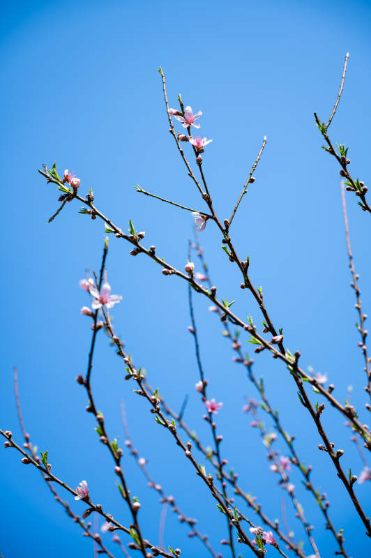 春日花开 蓝天映衬图片