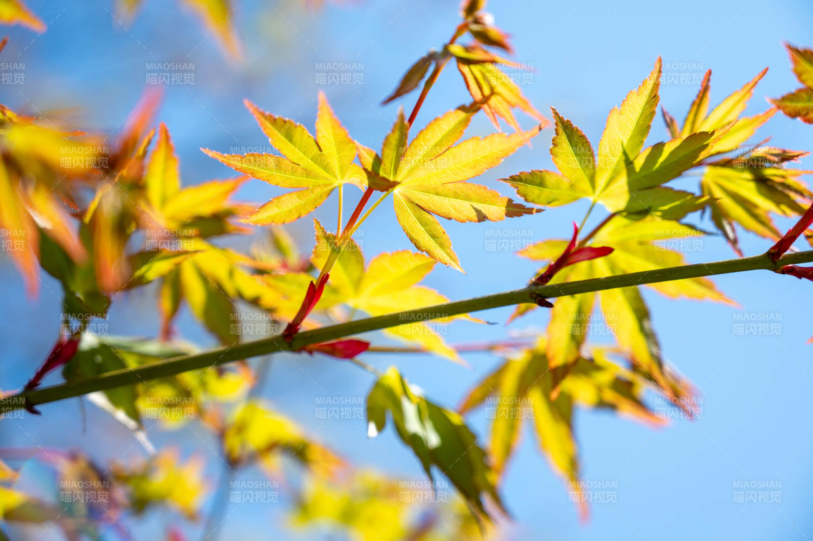 秋日枫叶映蓝天图片