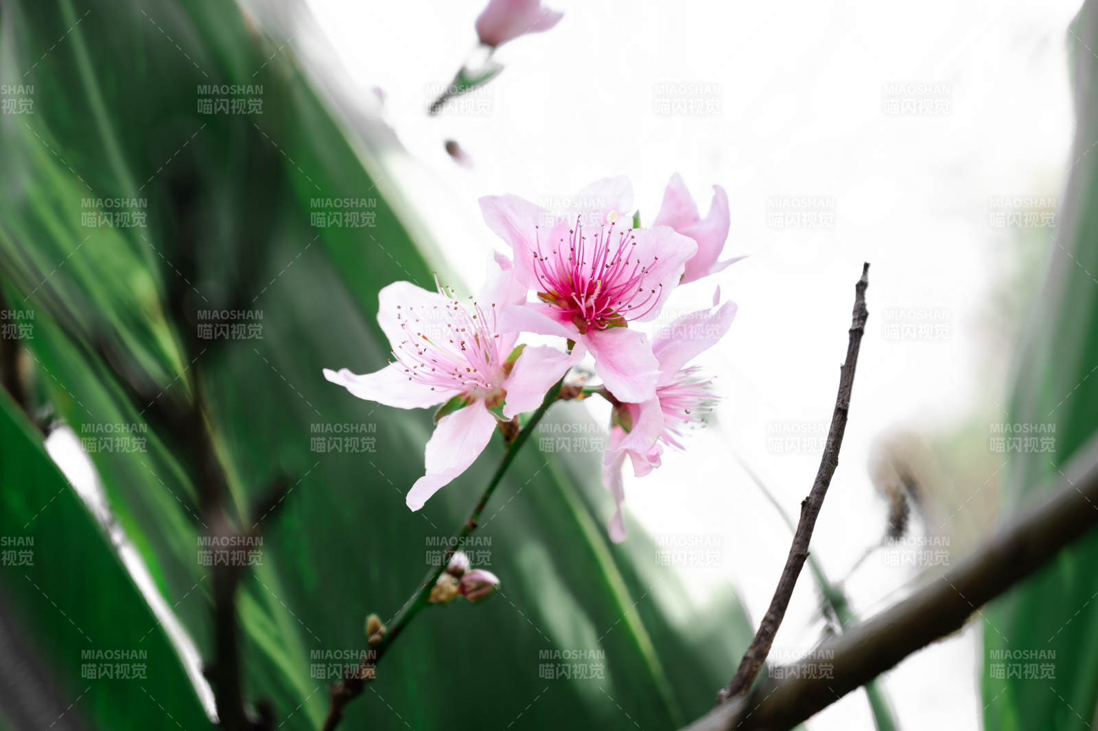 粉色花朵绽放图片