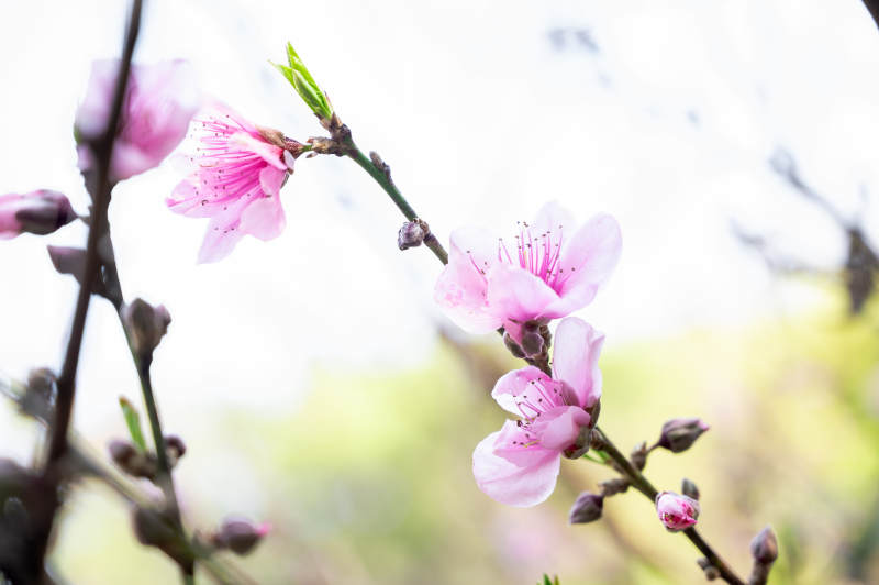 桃花盛开 春意盎然图片