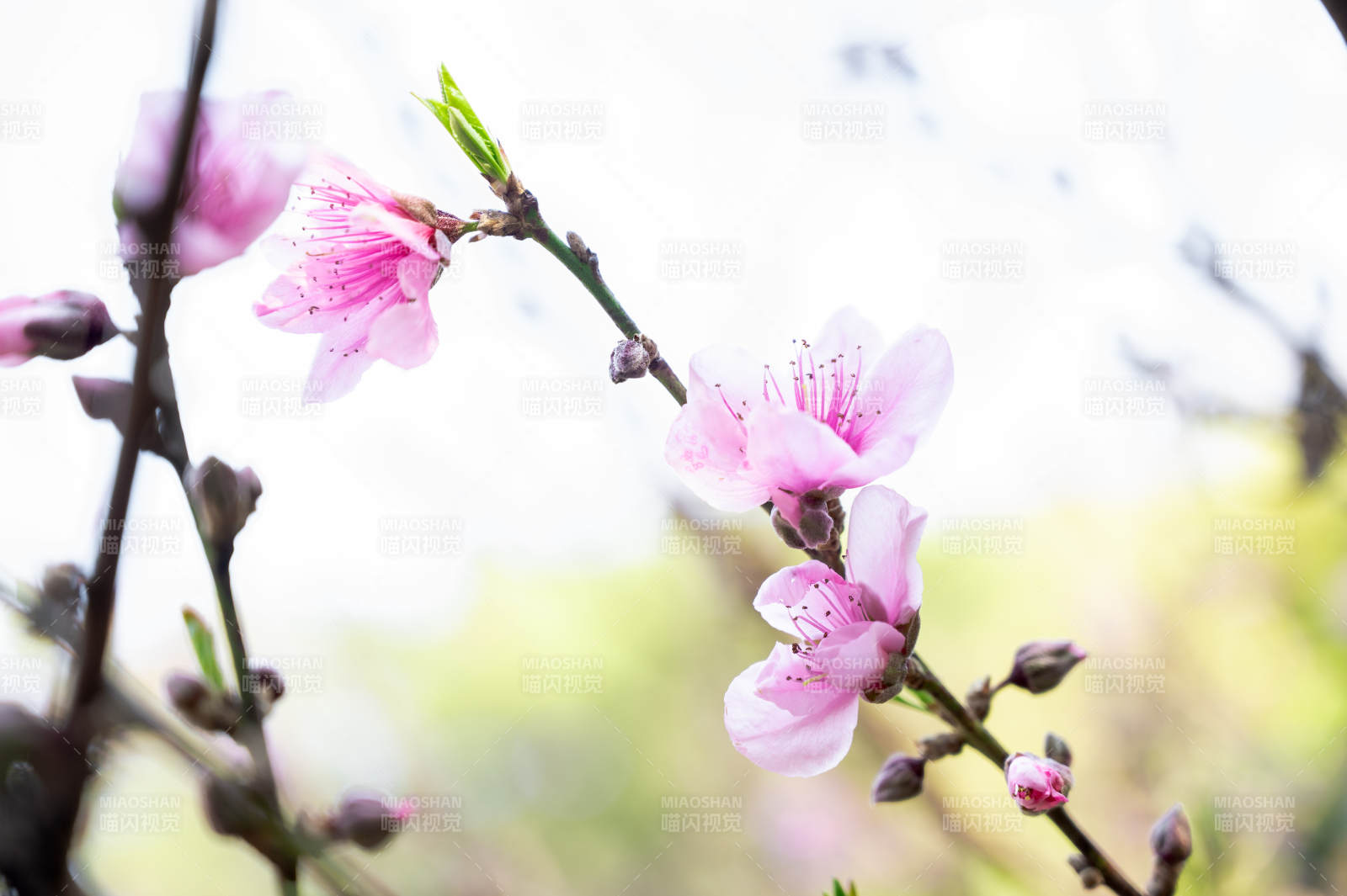 桃花盛开 春意盎然图片