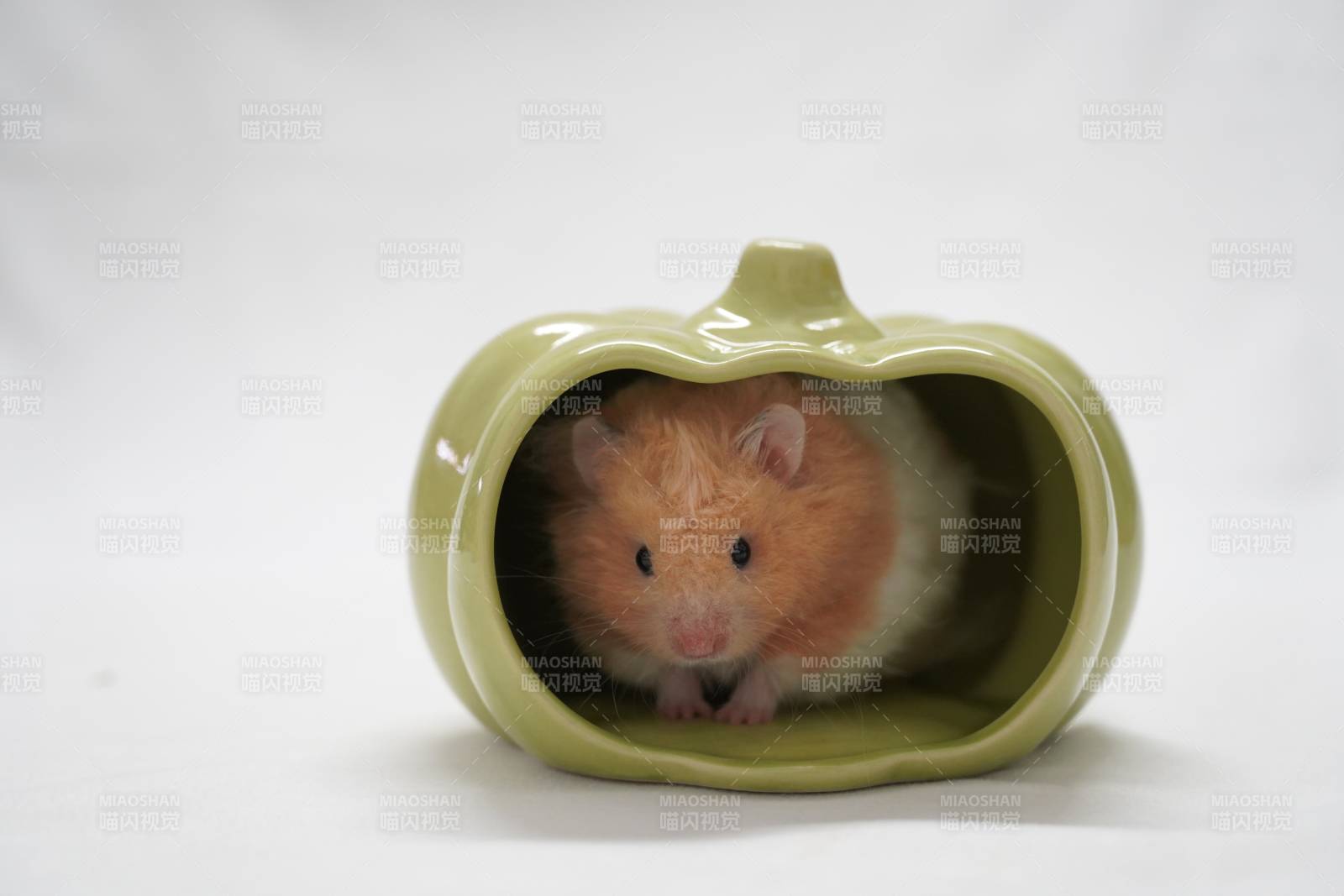 仓鼠的南瓜屋图片