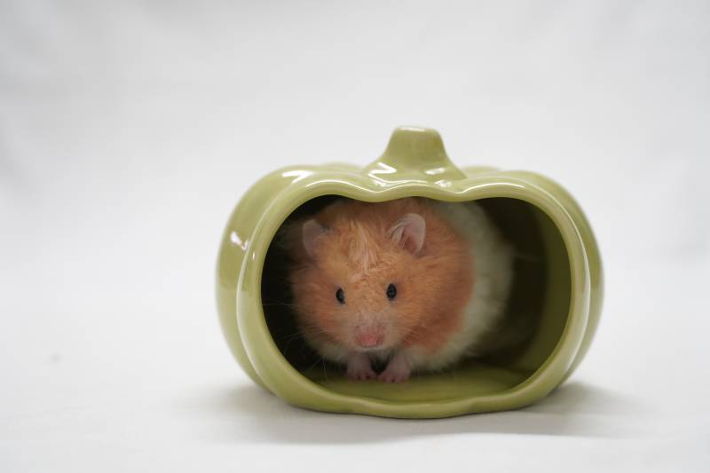 仓鼠的南瓜屋图片