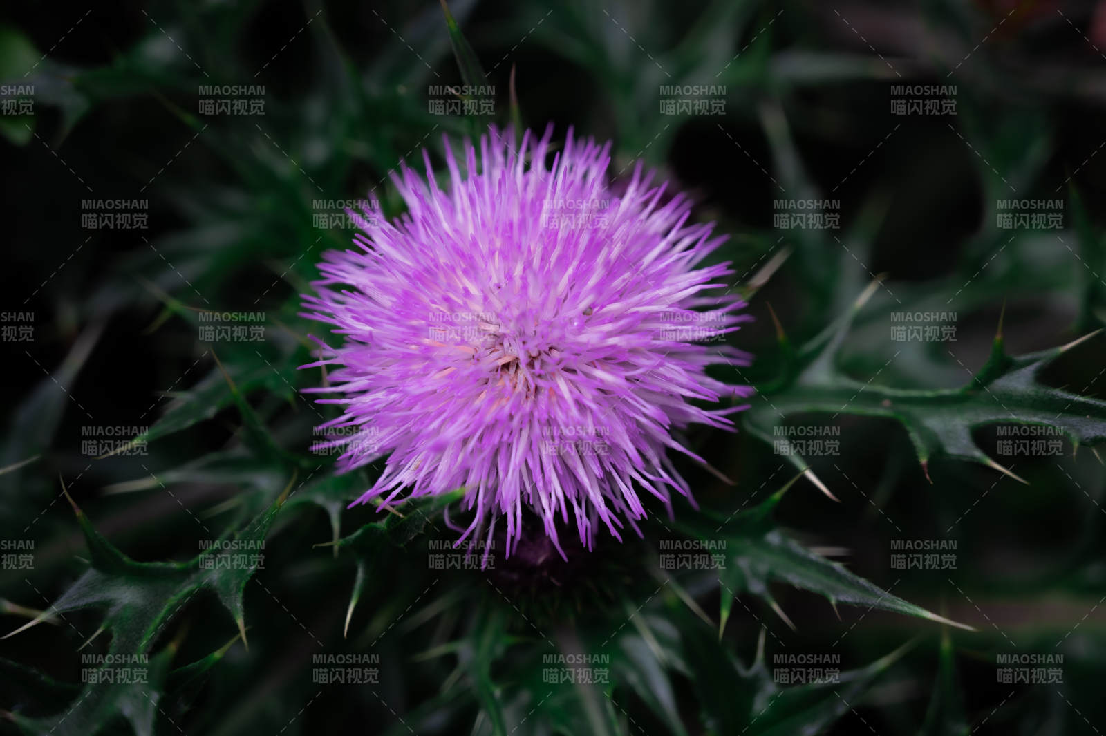 紫色花与绿色叶子图片