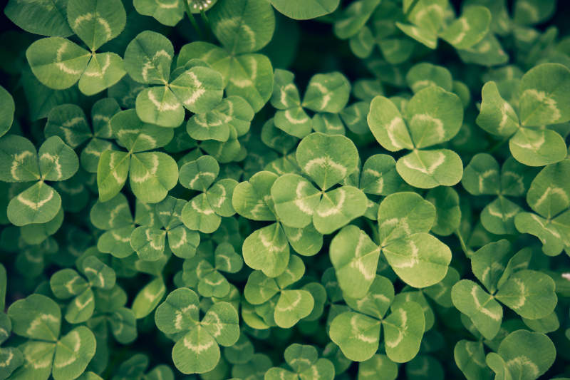 三叶草的绿色世界图片