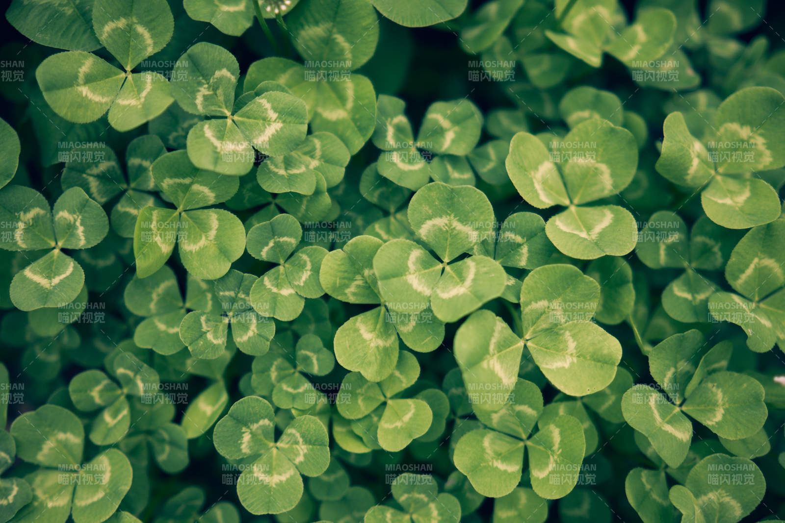 三叶草的绿色世界图片