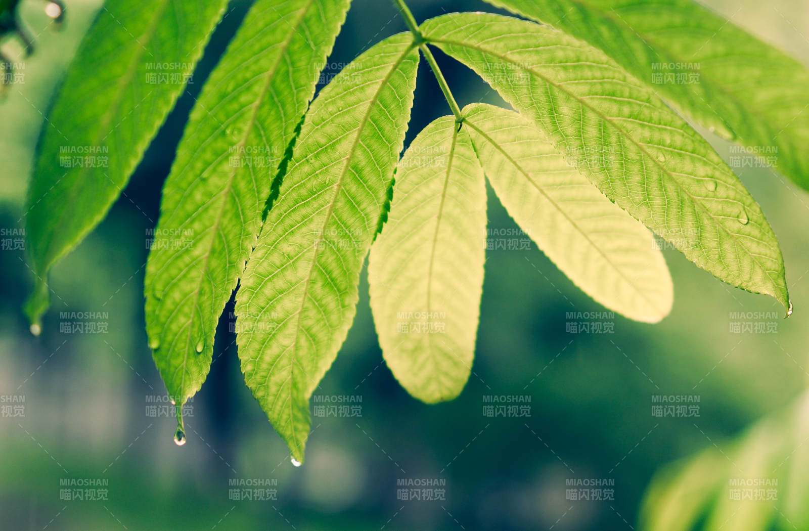雨后绿叶图片