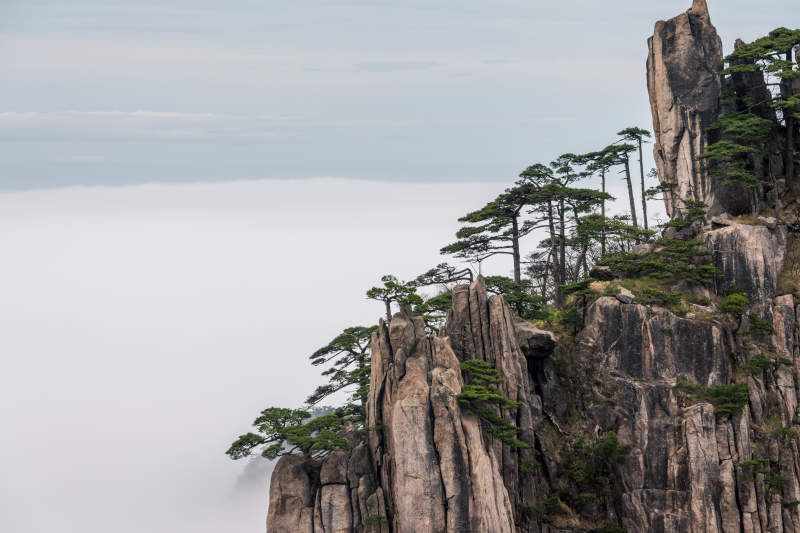 云海之上的峭壁松树图片