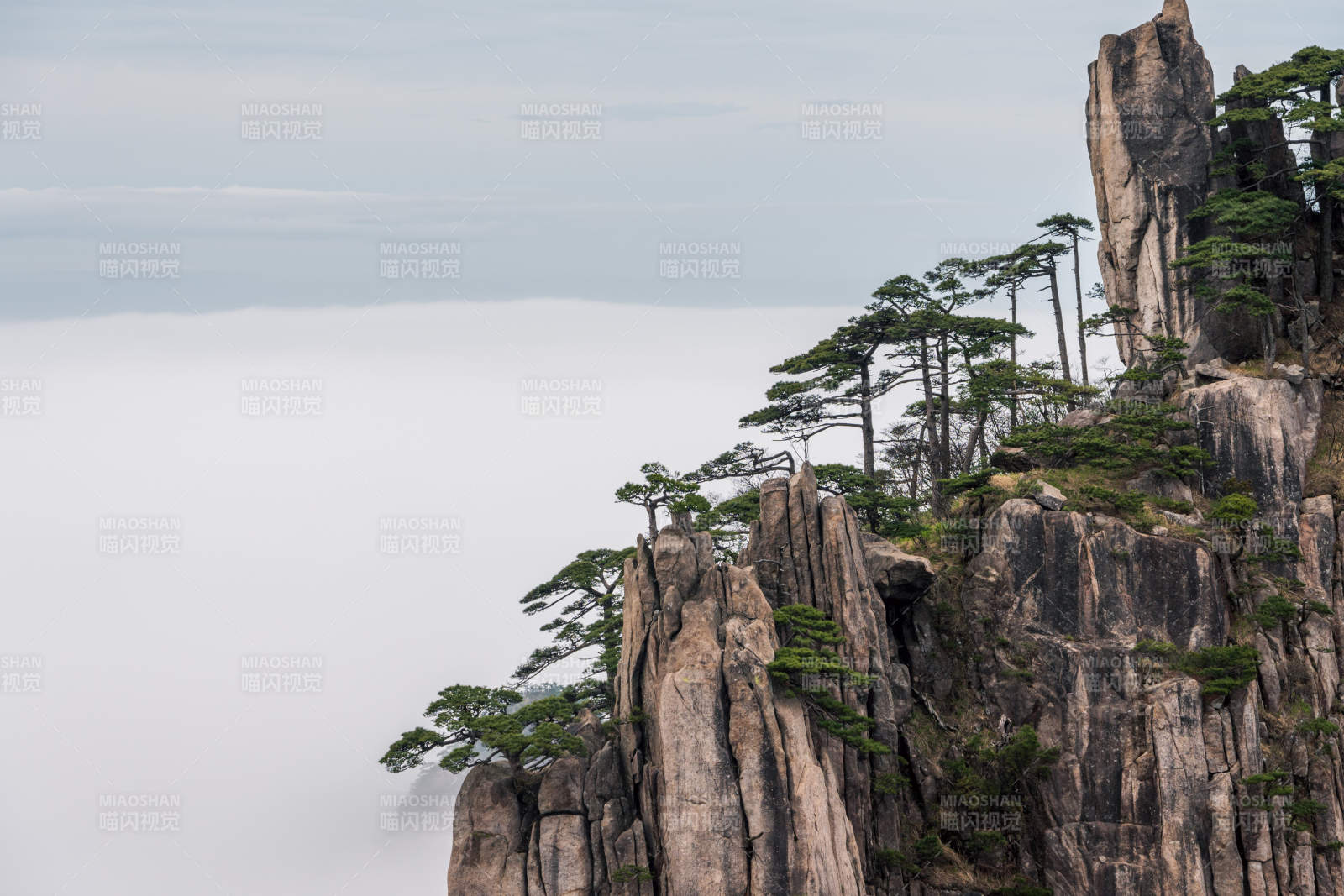 云海之上的峭壁松树图片