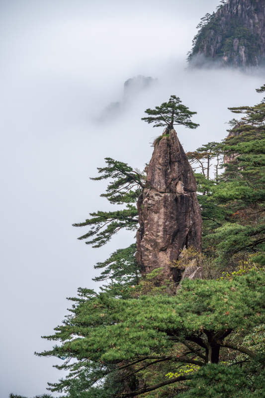 (黄山）云雾下的妙笔生花图片