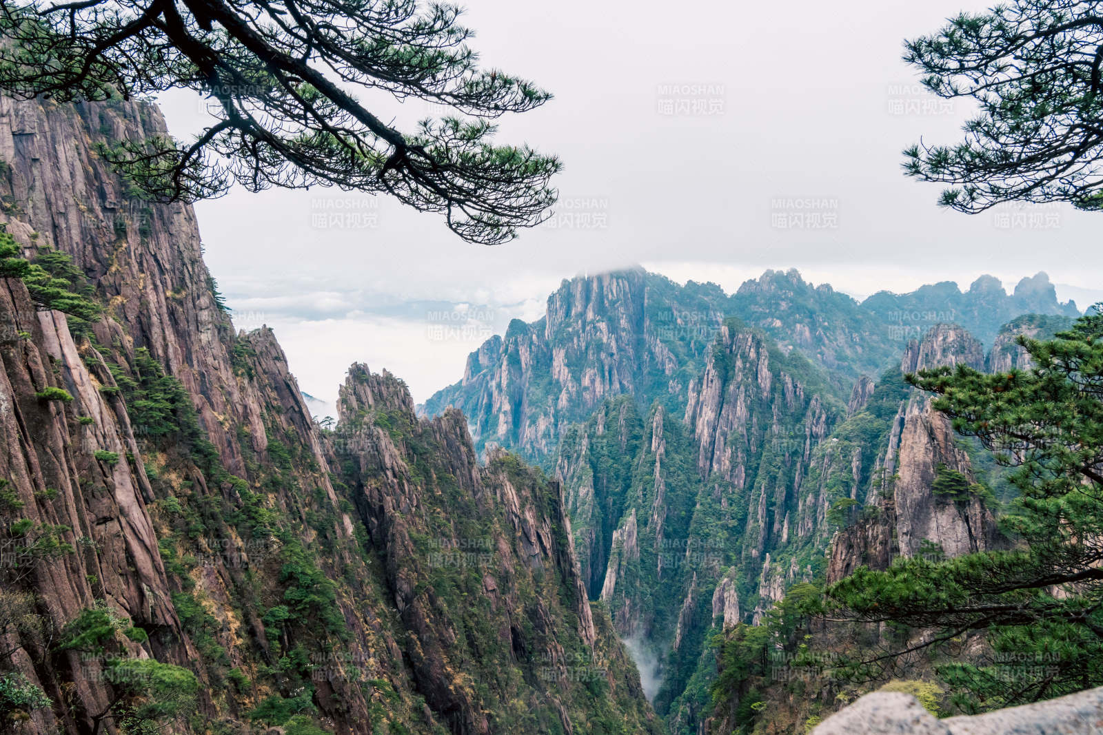 黄山云海松树图片