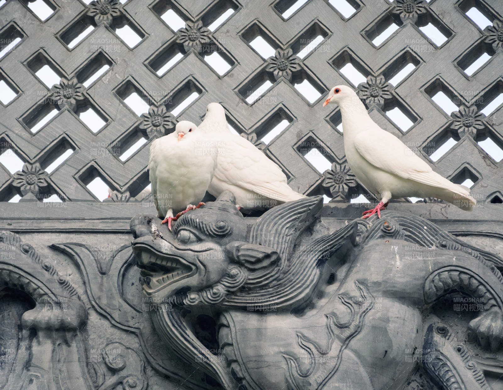 白鸽栖息龙雕上图片