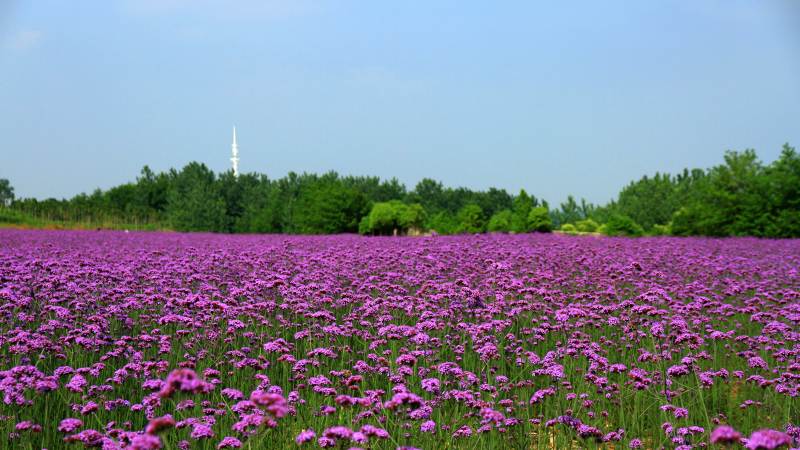 南京六合紫色花海图片
