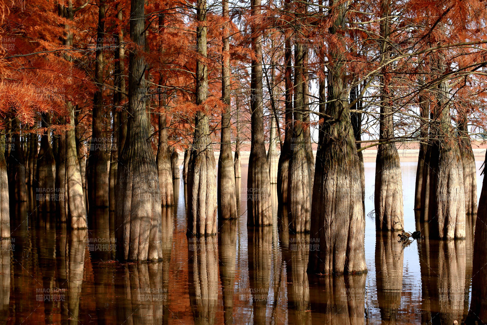 南京六合水上森林图片