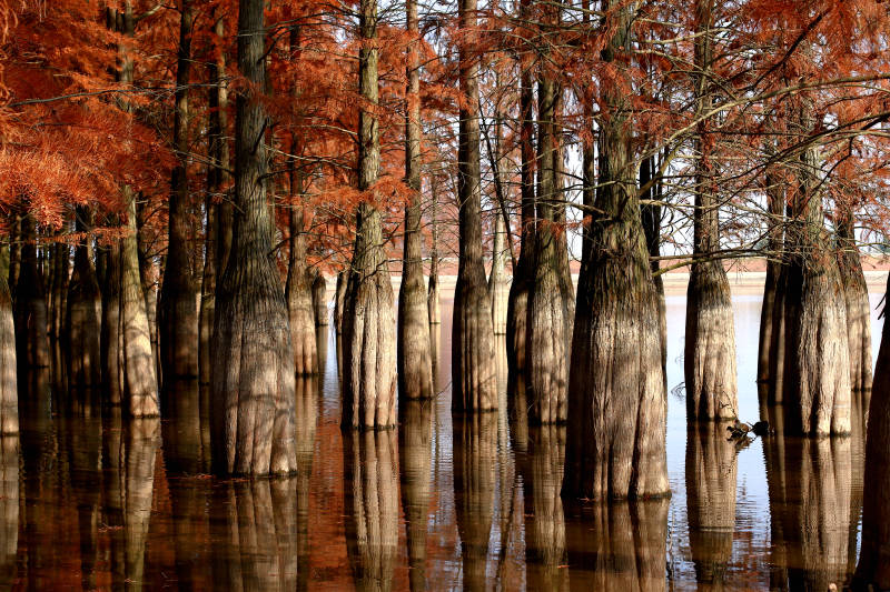 南京六合水上森林图片