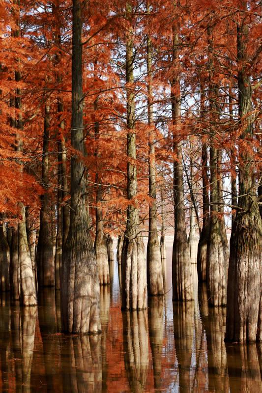 南京六合深秋的池杉林图片