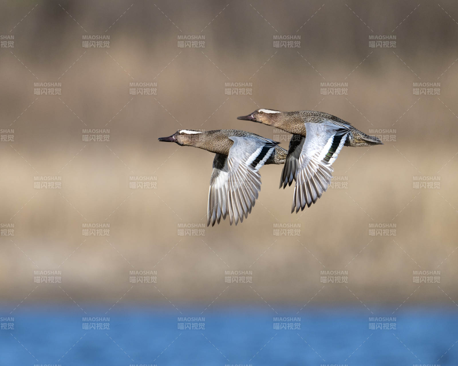 飞翔的两只鸭子图片